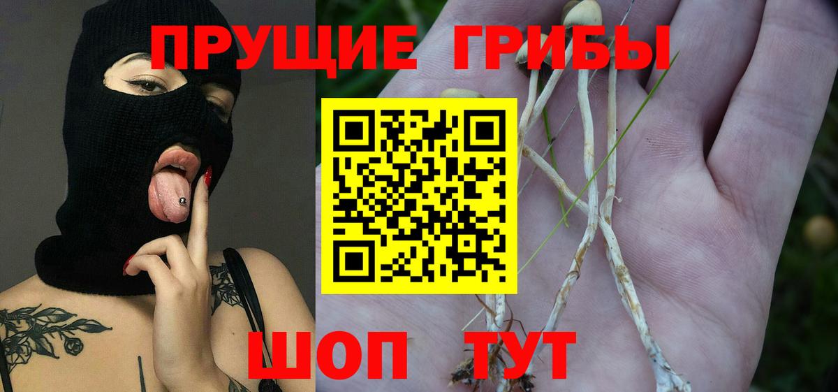 Архангельск  где найти наркотики  Вход с VPN  Псилоцибиновые грибы Psilocybe 